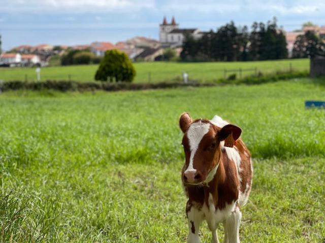 Quinta Do Avo Dimas - Rural Home - Sao Bras Porto Formoso Eksteriør bilde